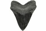 5.05" Fossil Megalodon Tooth - Polished Blade - #203051-2